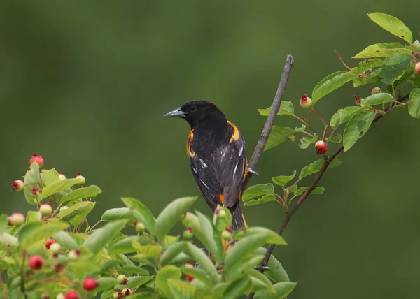 Oriol Baltimore Icterus Galbula — Foto de Stock