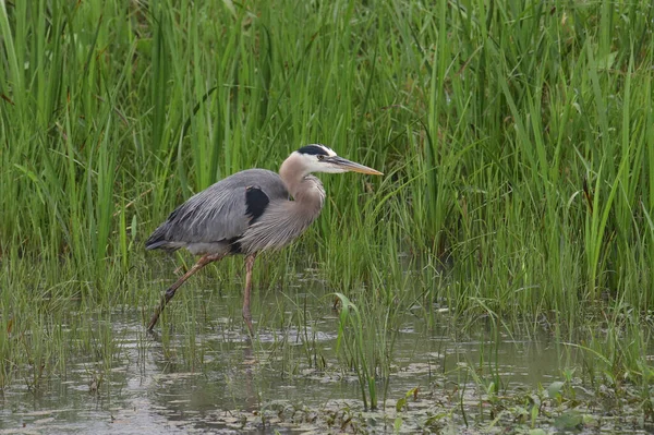 Grande Garça Azul Ardea Herodias — Fotografia de Stock