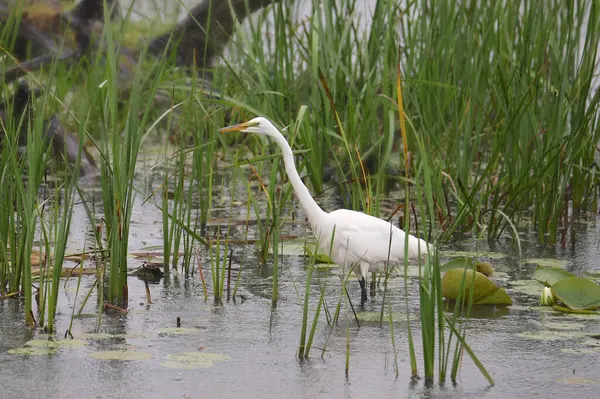 Grande Aigrette Ardea Alba — Photo