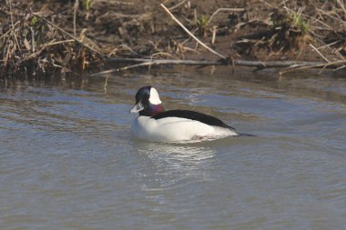 Bufflehead (erkek) (bucephala albeola)