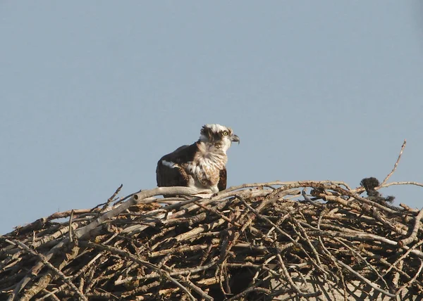 Osprey Sedí Svém Hnízdě Pandion Haliaetus — Stock fotografie