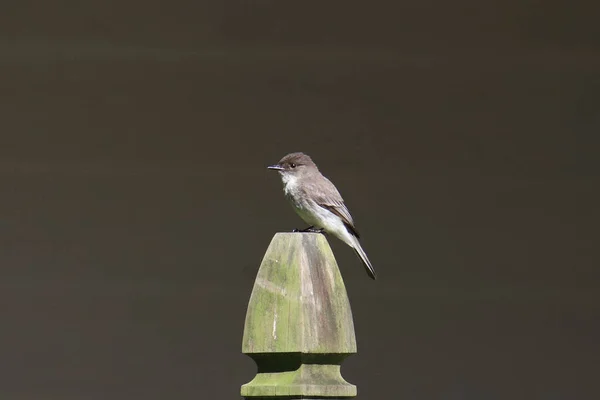 Phoebe Oriental Sayornis Phoebe Apanhador Moscas — Fotografia de Stock