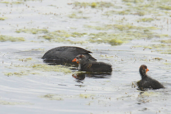 American Coots (взрослый и двое детей)
)