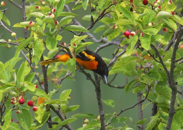 Baltimore Oriole Macho Icterus Galbula — Foto de Stock