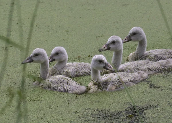 Trumpeter Swan Cygnets Cygnus Buccinator — Stock Photo, Image