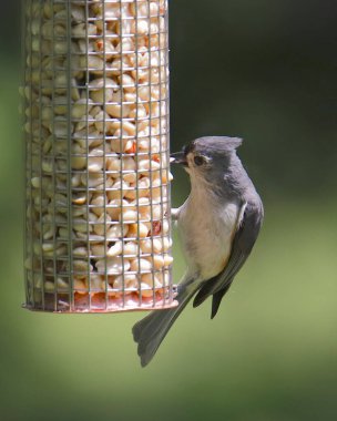 Tufted Titmouse (baeoolophus bicoloor)