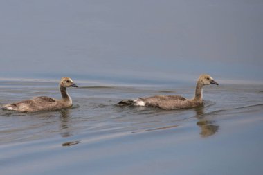 Kanada Kazları (gençlik) (branta canadensis))