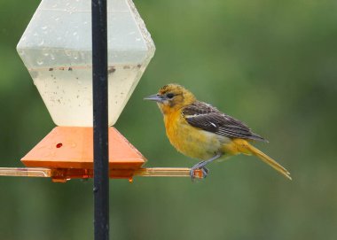 Baltimore Oriole (kadın) (icterus galbula)