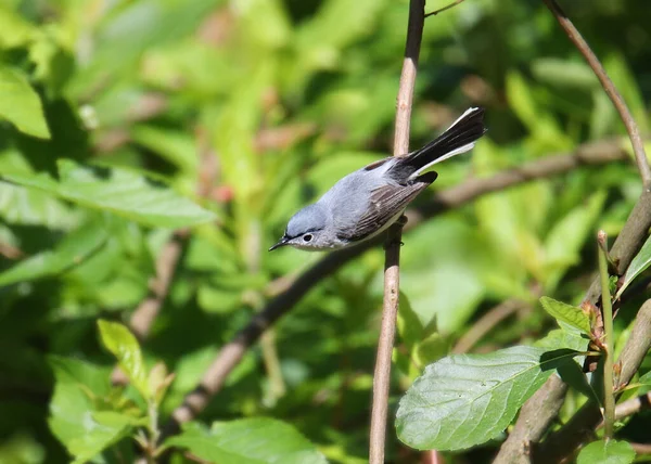 青灰色のガンタキャッチャー Poloptila Caerulea — ストック写真