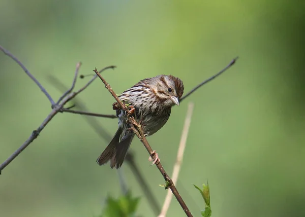 Песни Воробья Melospiza Melodia — стоковое фото