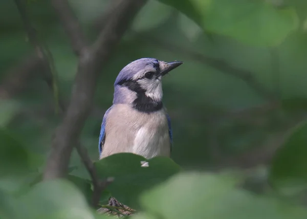 Blue Jay Cyanocitta Cristata — стоковое фото