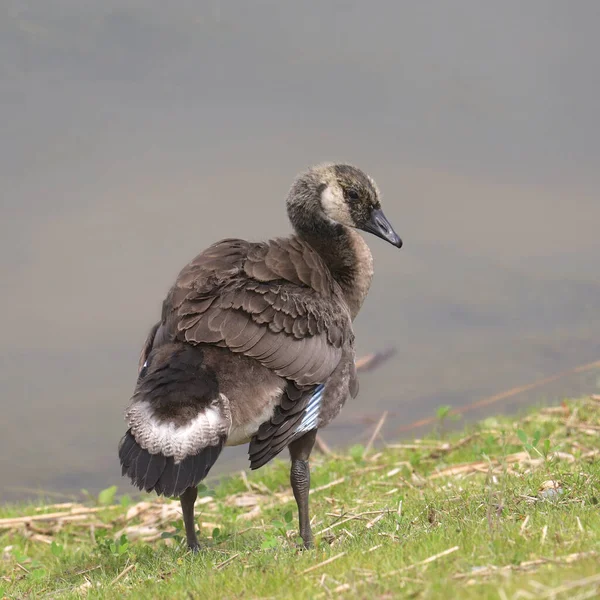 Roczna Gęś Kanadyjska Branta Canadensis — Zdjęcie stockowe