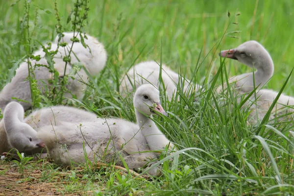 Trompetgeschal Cygnets Cygnus Buccinator — Stockfoto