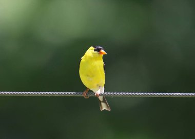 Amerikan ispinozu (erkek) (spinus tristis)