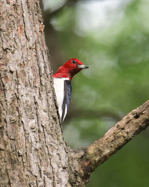 Pájaro Carpintero Pelirrojo Melanerpes Erythrocephalus — Foto de Stock