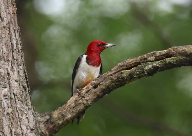 Kızıl başlı ağaçkakan (melanerpes erythrocephalus)