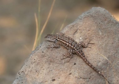 Sagebrush Kertenkelesi (sceloporus graciosus)