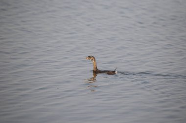 Pied-bill Grebe (juvenile) (podilymbus podiceps)