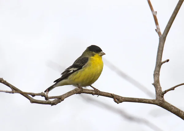 少ないゴールドフィンチ Spinus Psaltria — ストック写真