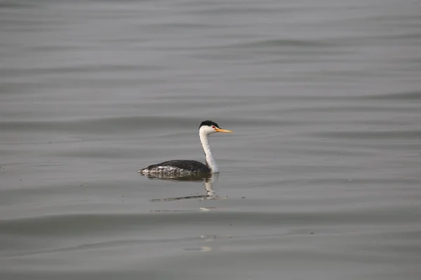 Grebe Clark Aechmophorus Clarkii — Foto Stock