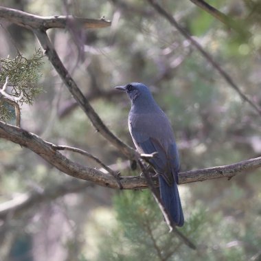 Meksika Jay (aphelocoma wollweberi)