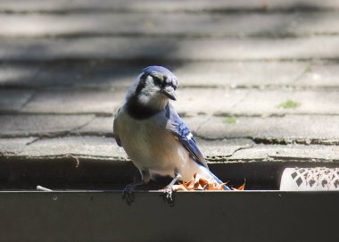 Mavi Jay (siyanocitta cristata) bir kulaklığa tünedi