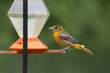 Baltimore Oriole (kadın) (icterus galbula)
