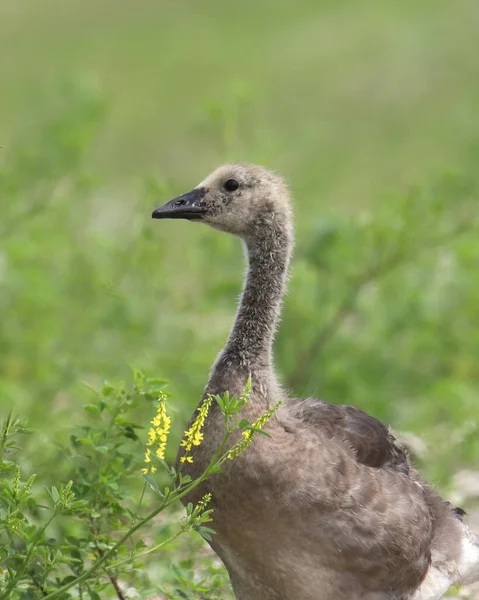 Kanadyjska Gęś Młodociana Branta Canadensis — Zdjęcie stockowe