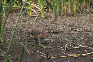 Yeşil kanatlı Teal (dişi) (anas creca carolinensis))