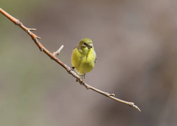 Menší Goldfinch Samice Spinus Psaltria — Stock fotografie