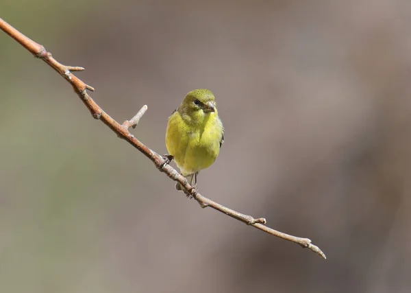 Cardellino Minore Femmina Spinus Psaltria — Foto Stock