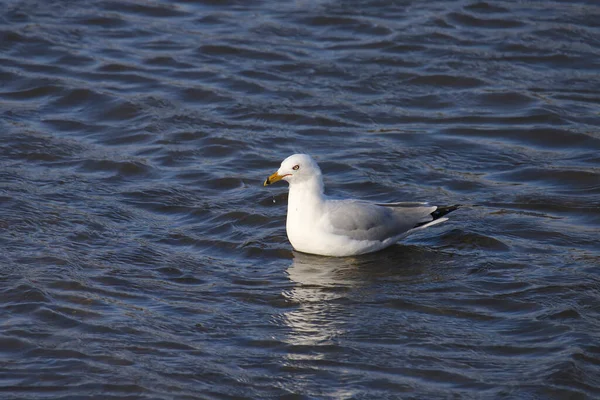 Gabbiano Dal Becco Anello Larus Delawarensis — Foto Stock