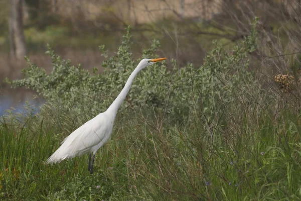 Gran Garza Ardea Alba —  Fotos de Stock