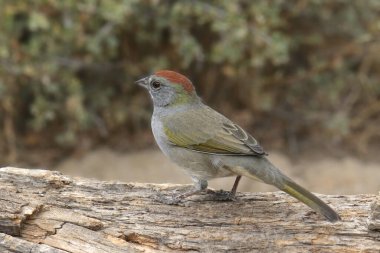 Yeşil kuyruklu Towhee (pipilo chlorurus)
