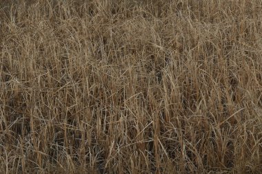 Kuru otlarla dolu bataklık bölgesine yakın.