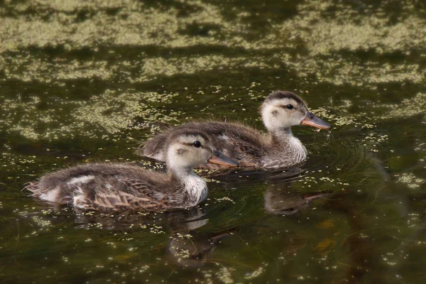 Mallard Ducks Juvenile Anas Platyrhynchos — Stock Photo, Image