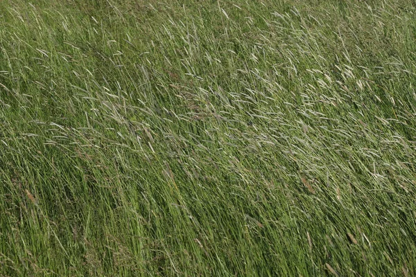 風に曲げ背の高い草の閉鎖 — ストック写真