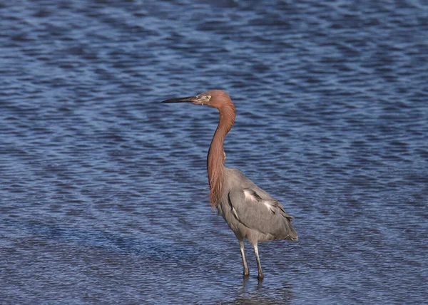 Načervenalé Stříbřitá Egretta Rufescens — Stock fotografie