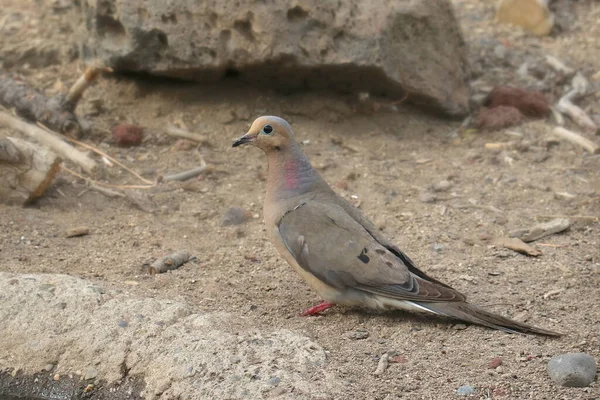 Mourning Dove Zenaida Macroura — Stock Photo, Image