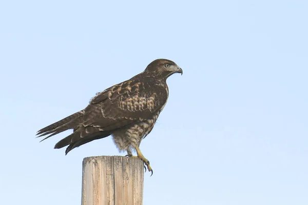 Rotschwanzfalke Buteo Jamaicensis — Stockfoto