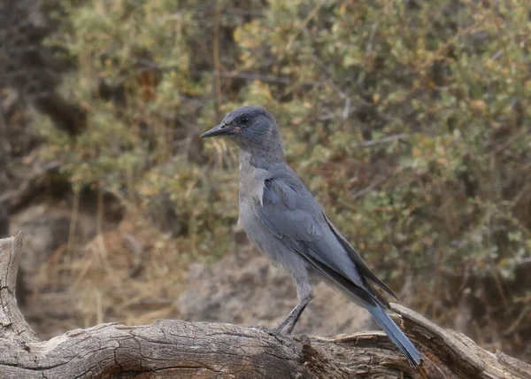 Pinyon Jay Gymnorhinus Cyanocephalus — Fotografia de Stock