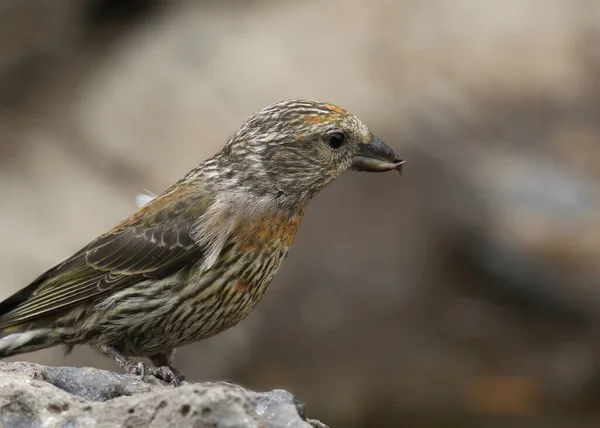 Crossbill Rojo Macho Inmaduro Loxia Curvirostra — Foto de Stock