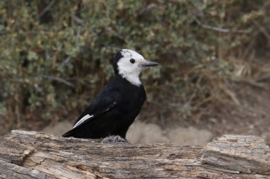 Beyaz başlı ağaçkakan (dişi) (leuconotopicus albolarvatus)