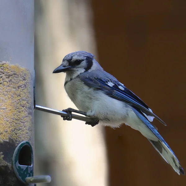 Jaja Niebieskie Cyjanocitta Cristata — Zdjęcie stockowe