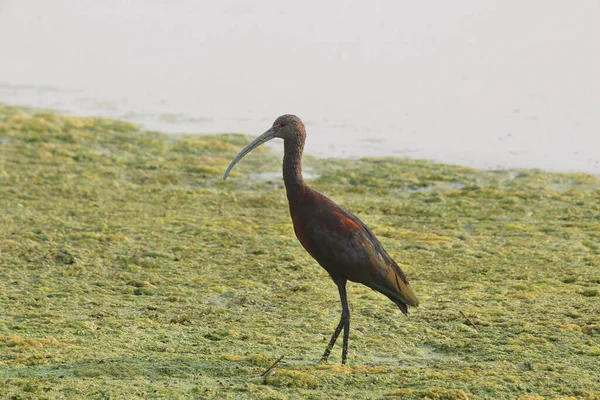 Ibis Dalla Faccia Bianca Plegadis Chihi — Foto Stock