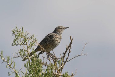 Sage Thrasher (oreoscoptes montanus)