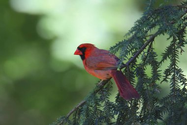 Kuzey Kardinali (erkek) (Kardinaller))