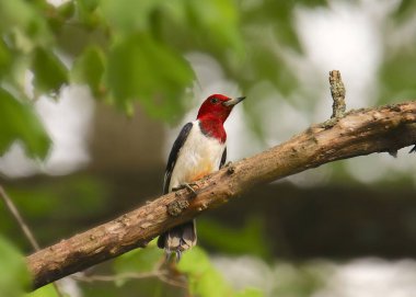 Kızıl başlı ağaçkakan (melanerpes erythrocephalus)