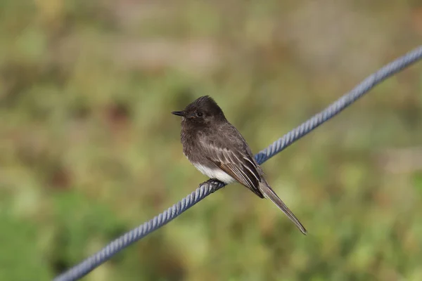 Schwarze Phoebe Sayornis Nigricans — Stockfoto