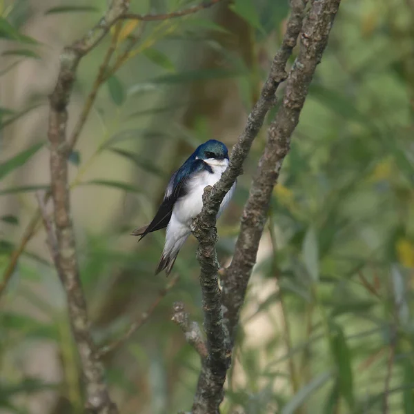 Tachycineta — 图库照片